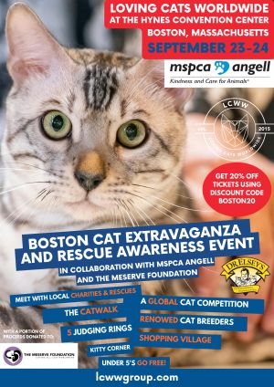 Cats for Adoption Near Boston, MA