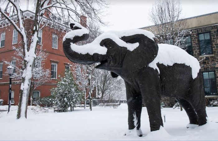 tufts university jumbo elephant snow