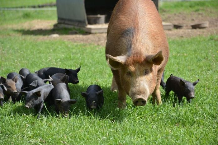 farms and animals near boston - codman farms pigs