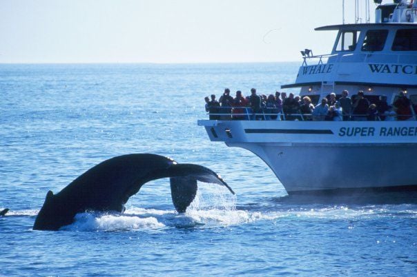 Boston Summer Whale Watch