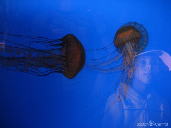 Boston Aquarium Jellyfish Tank Jay Sao Boston Kids