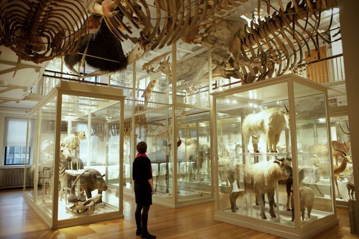 Harvard Museum of Natural History Animals