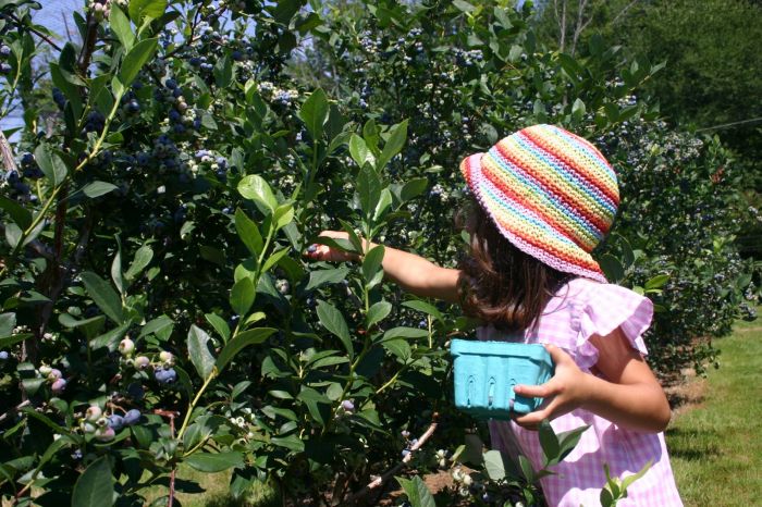 Blueberry Picking Near Boston with Kids