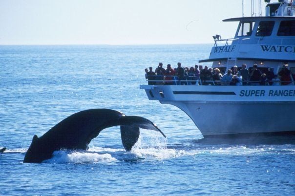 boston-whale-watching-august-tours