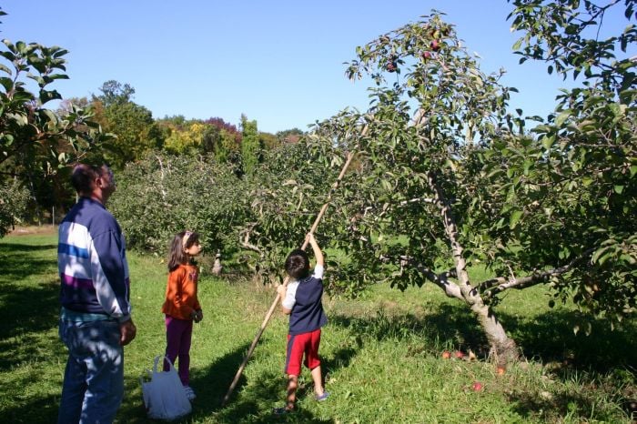 apple-picking-near-boston-with-kids