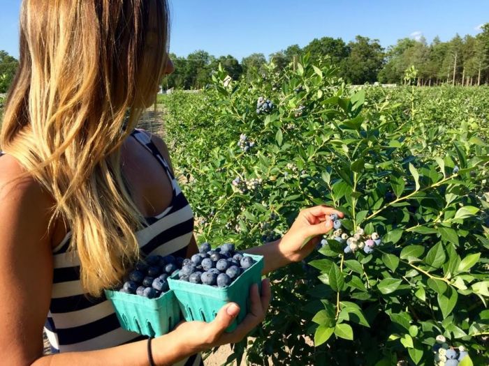 Blueberry Picking Near Boston