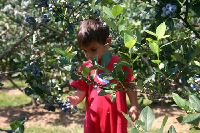 Pick Your Own Blueberry Farms Near Boston Kids Jay Sao