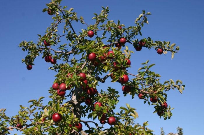boston-apple-picking