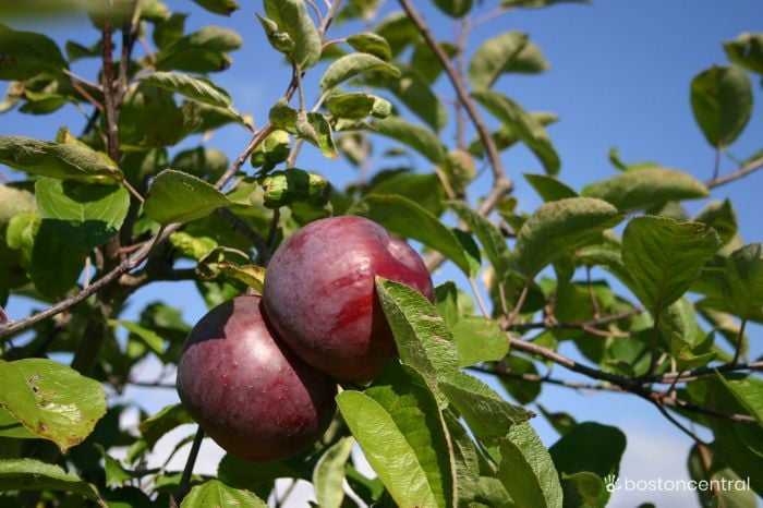 Best Places to go Apple Picking Near Boston