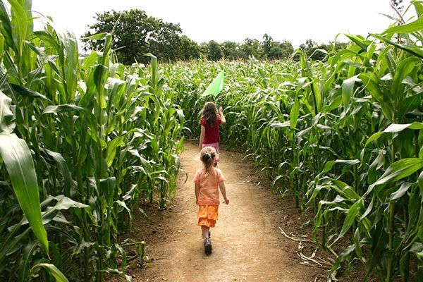 corn maze near boston kids
