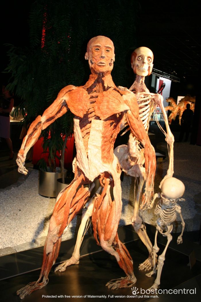 Body Worlds, an exhibit with preserved humans, debuts in Boston