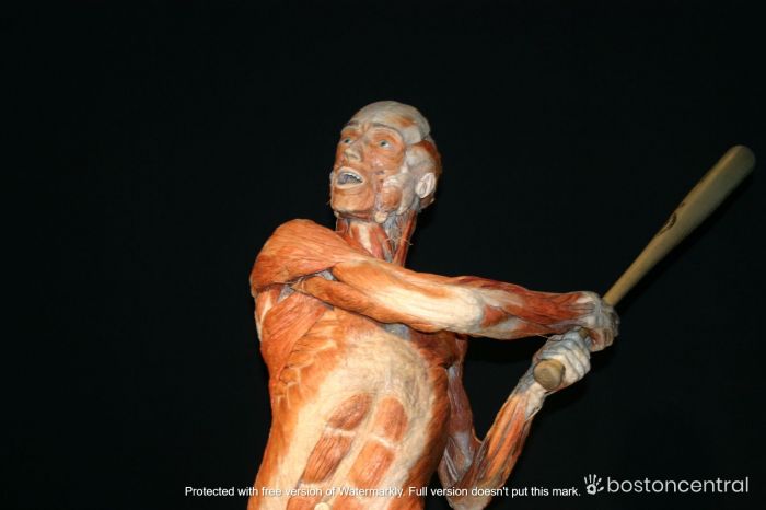 Body Worlds, an exhibit with preserved humans, debuts in Boston