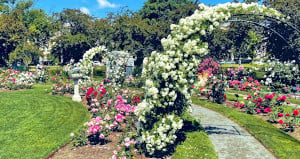 kelleher rose garden in bloom photo